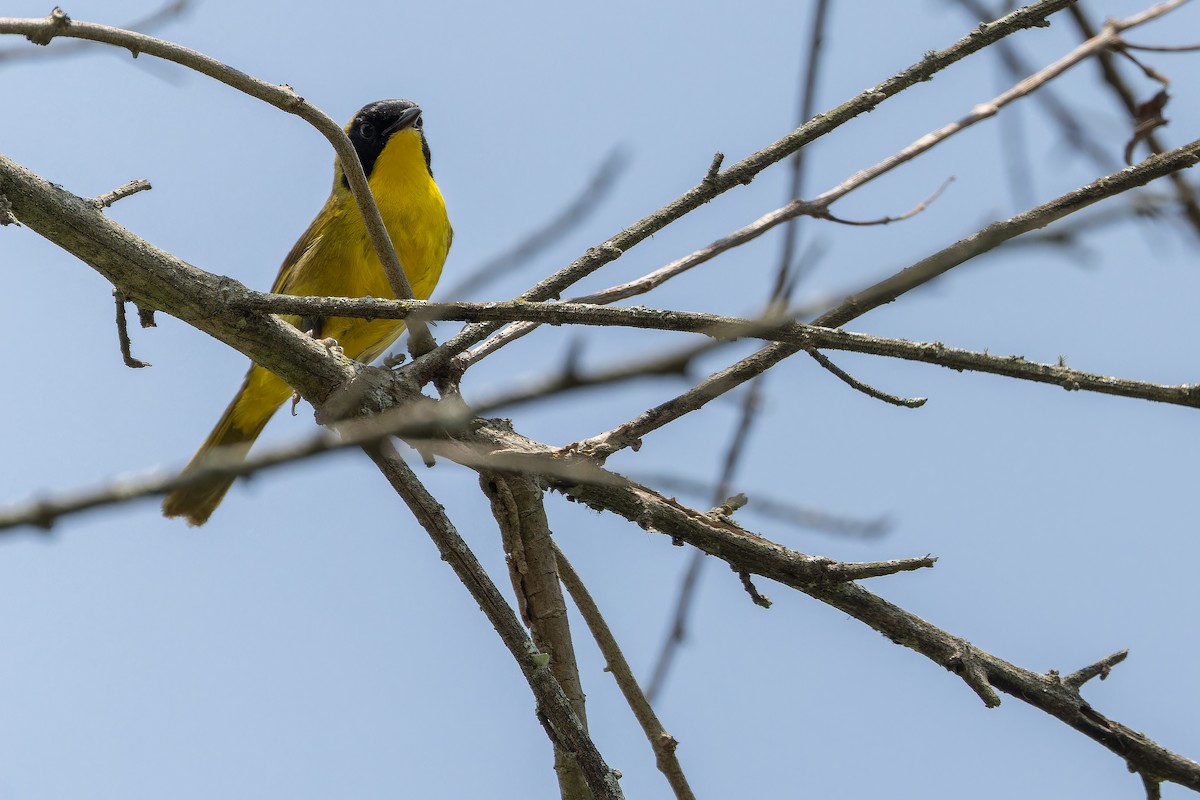 Hooded Yellowthroat - ML637166051