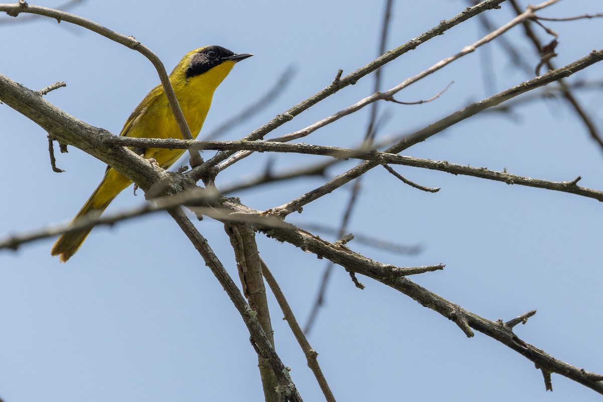 Hooded Yellowthroat - ML637166052
