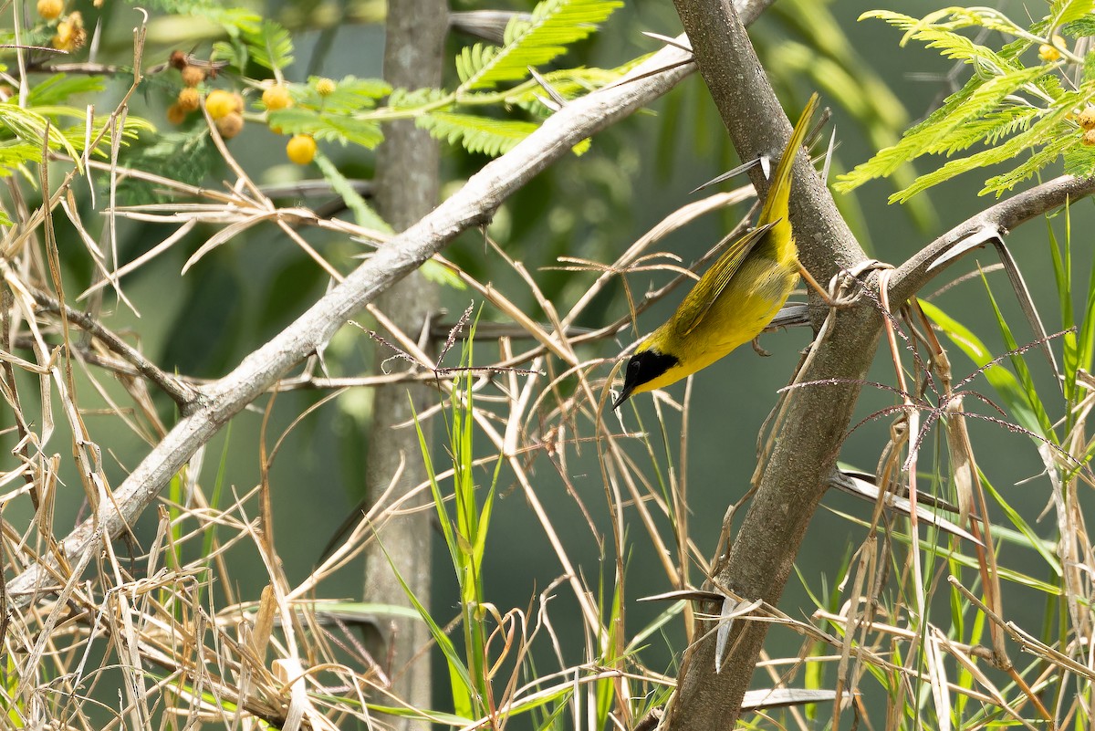 Hooded Yellowthroat - ML637166061