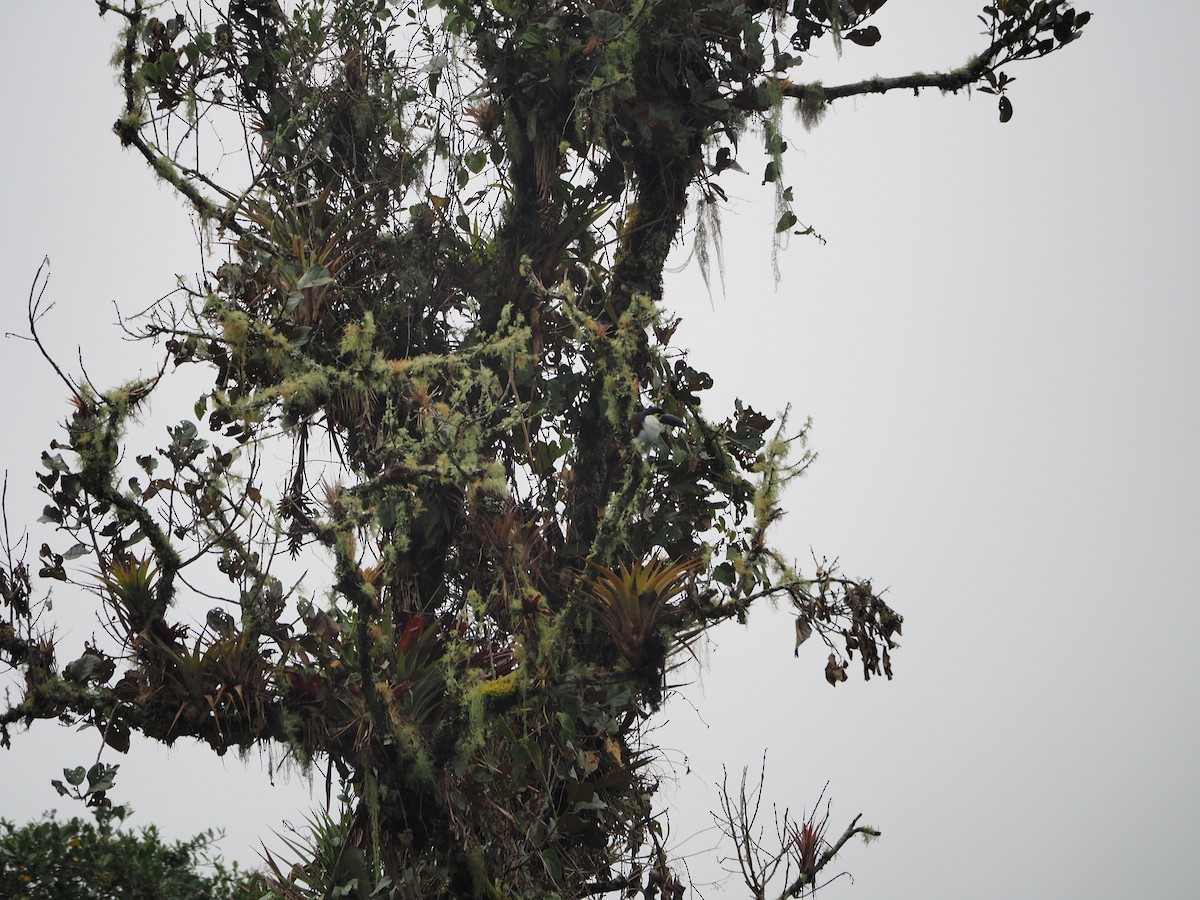 Black-billed Mountain-Toucan - ML637166067