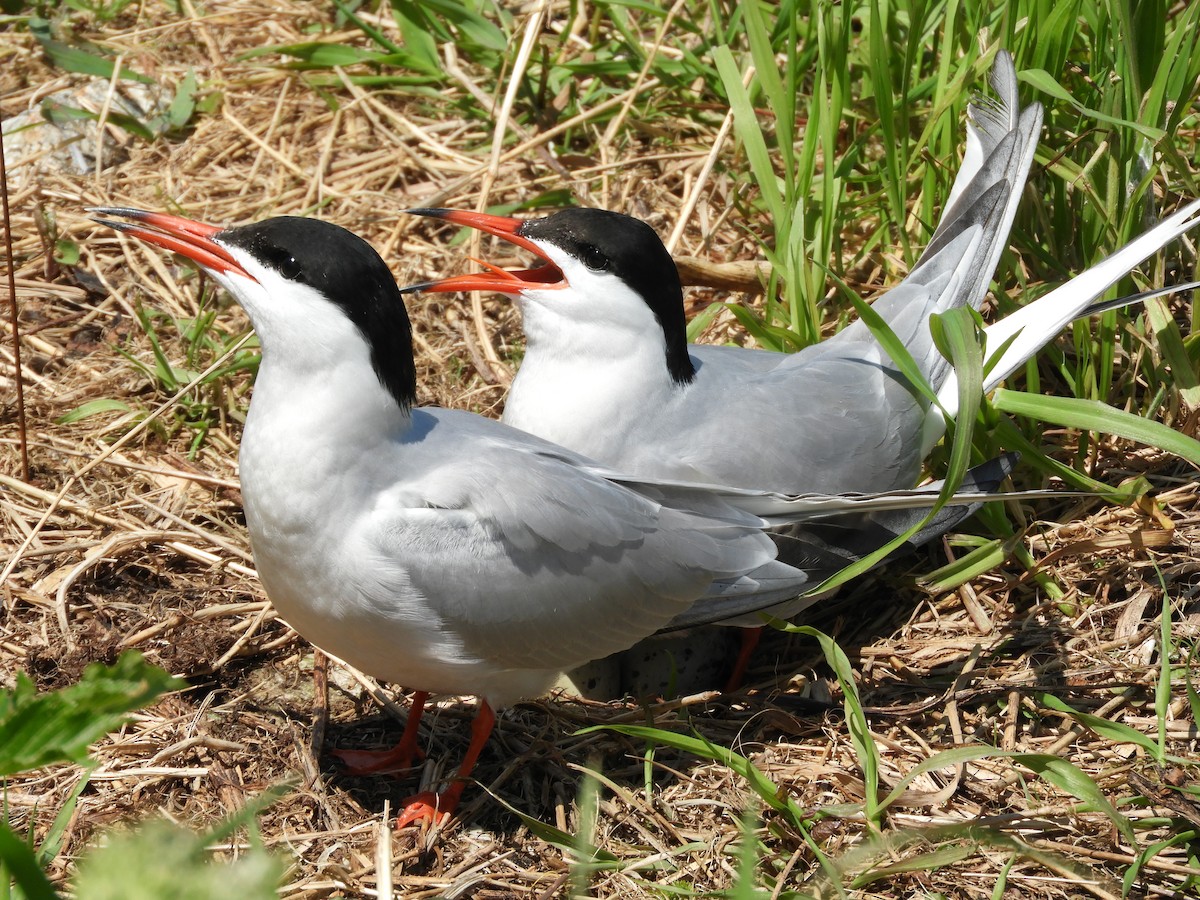 Common Tern - ML637166068