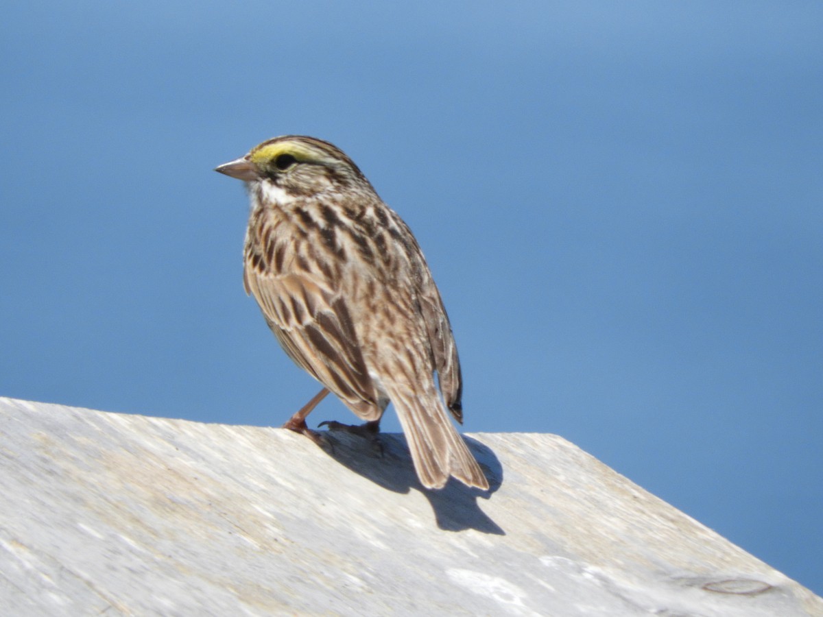 Savannah Sparrow - ML637166109