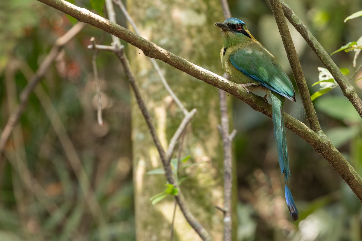 Blauscheitelmotmot - ML637166111