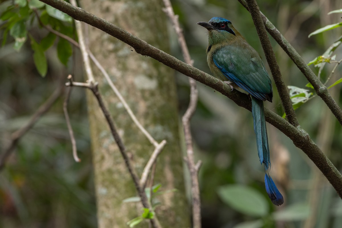 Blauscheitelmotmot - ML637166117