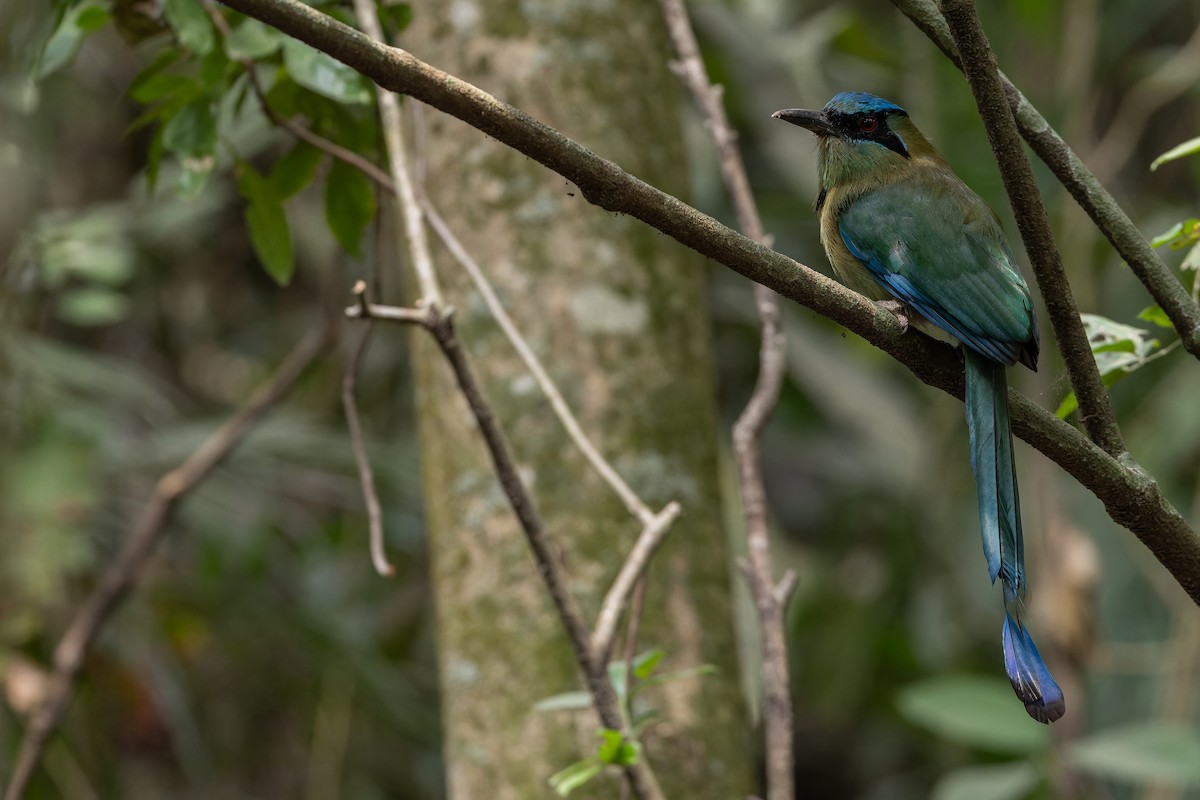 Blauscheitelmotmot - ML637166118