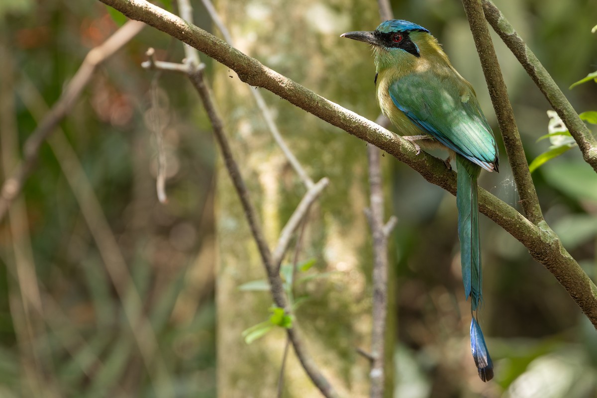 Blauscheitelmotmot - ML637166119