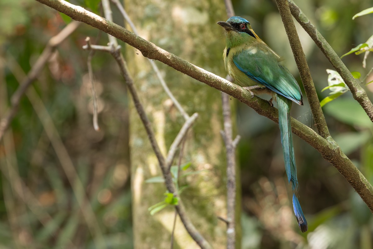 Blauscheitelmotmot - ML637166120