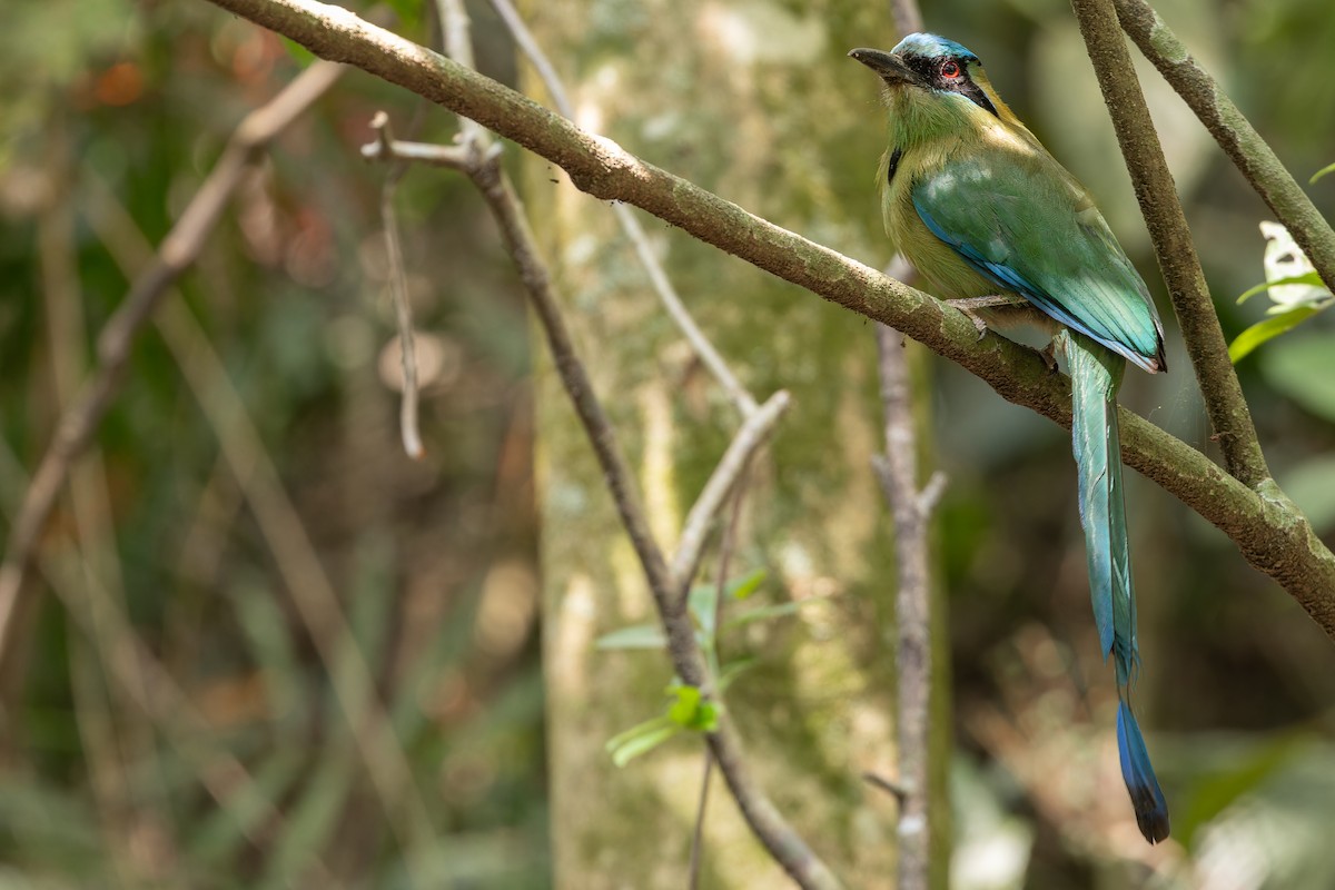 Blauscheitelmotmot - ML637166121