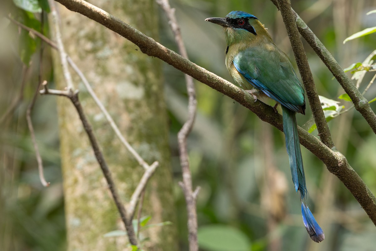 Blauscheitelmotmot - ML637166122