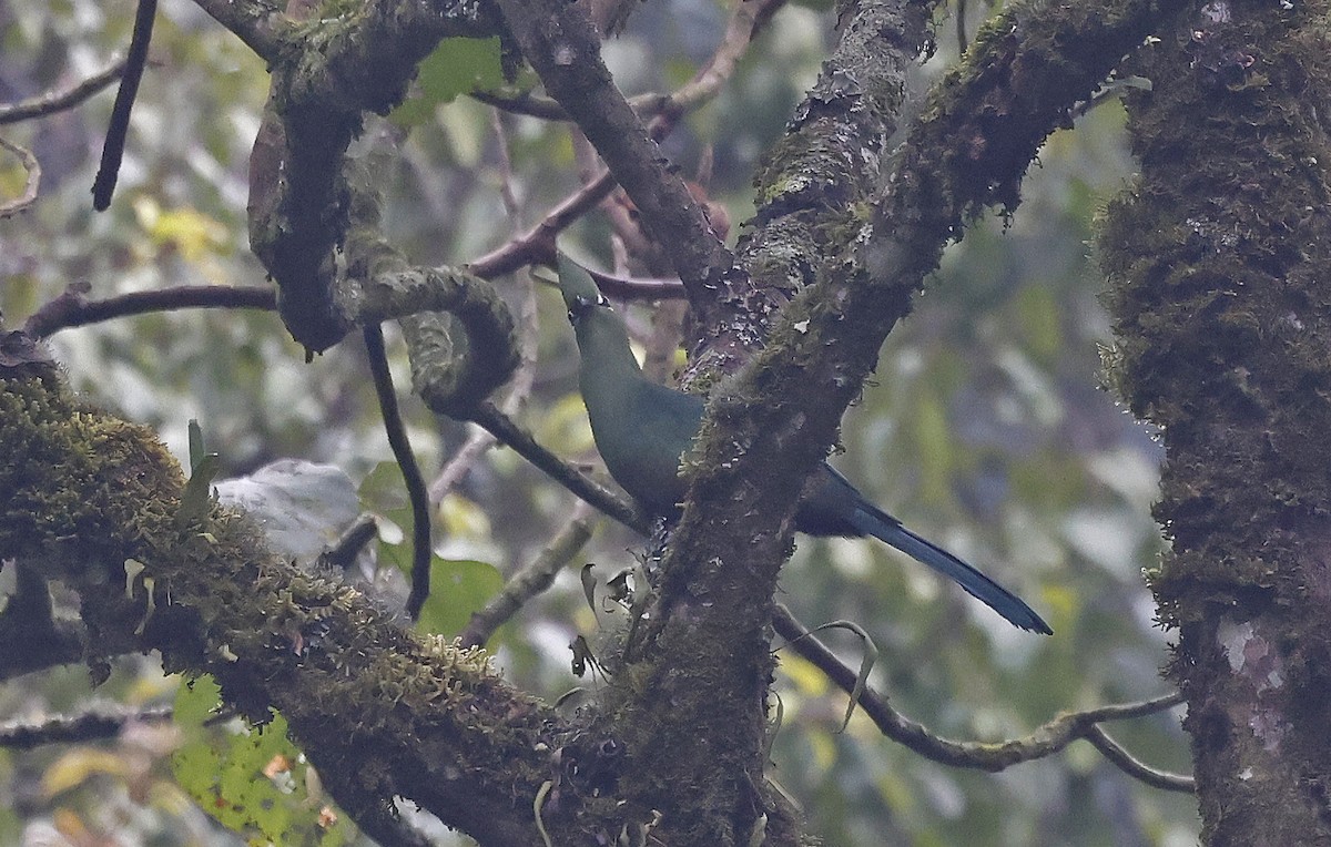 Black-billed Turaco (Green-rumped) - ML637166124