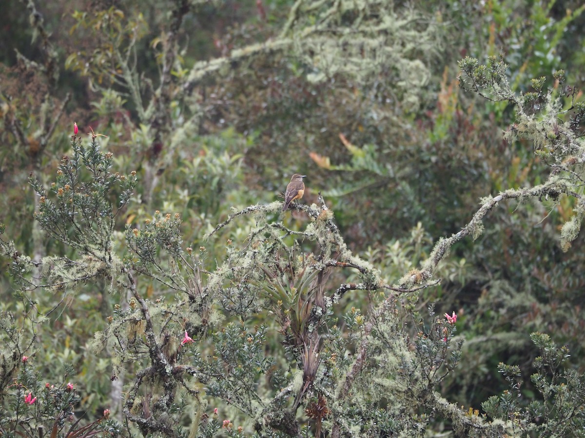 Streak-throated Bush-Tyrant - ML637166125
