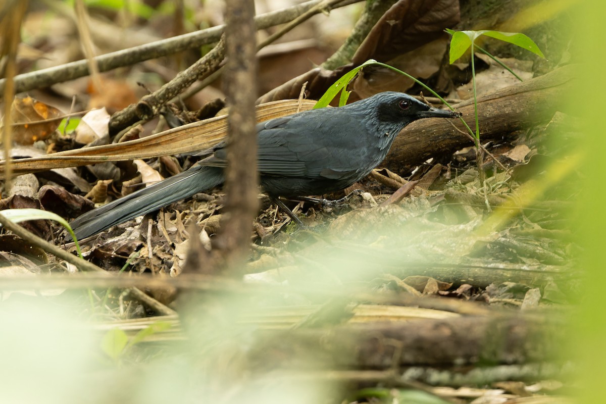 Blue Mockingbird - ML637166132