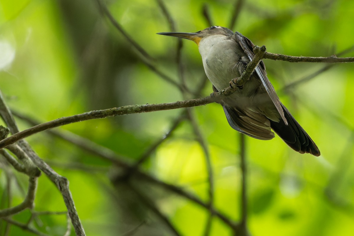 Wedge-tailed Sabrewing (Curve-winged) - ML637166140