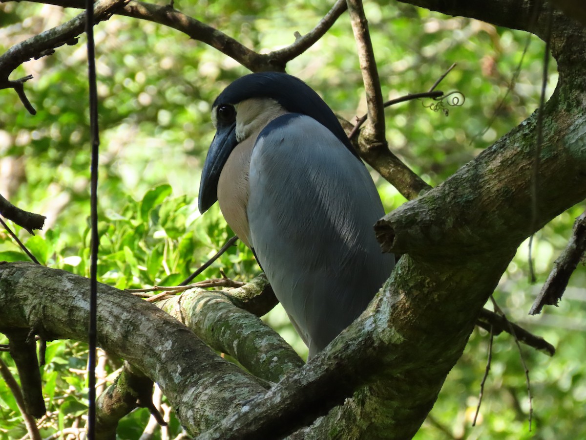 Boat-billed Heron - ML637166141