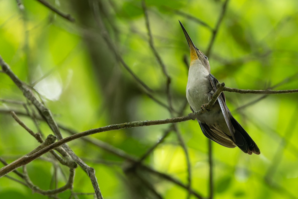 Wedge-tailed Sabrewing (Curve-winged) - ML637166143
