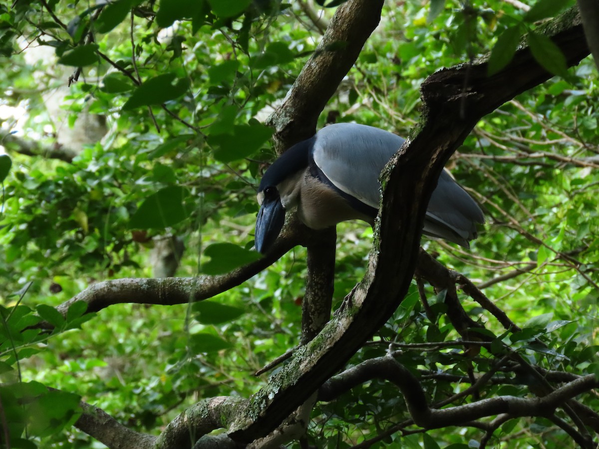 Boat-billed Heron - ML637166146