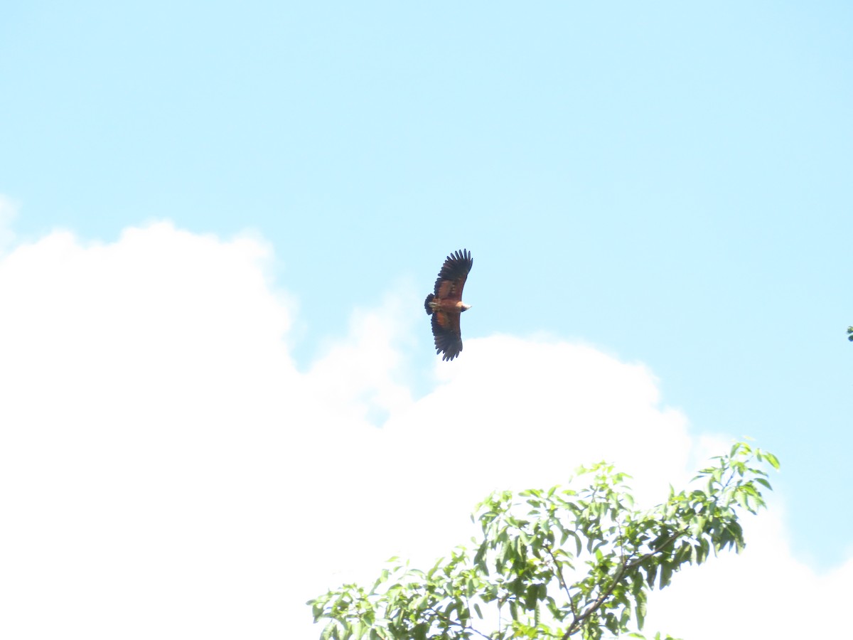 Black-collared Hawk - ML637166169