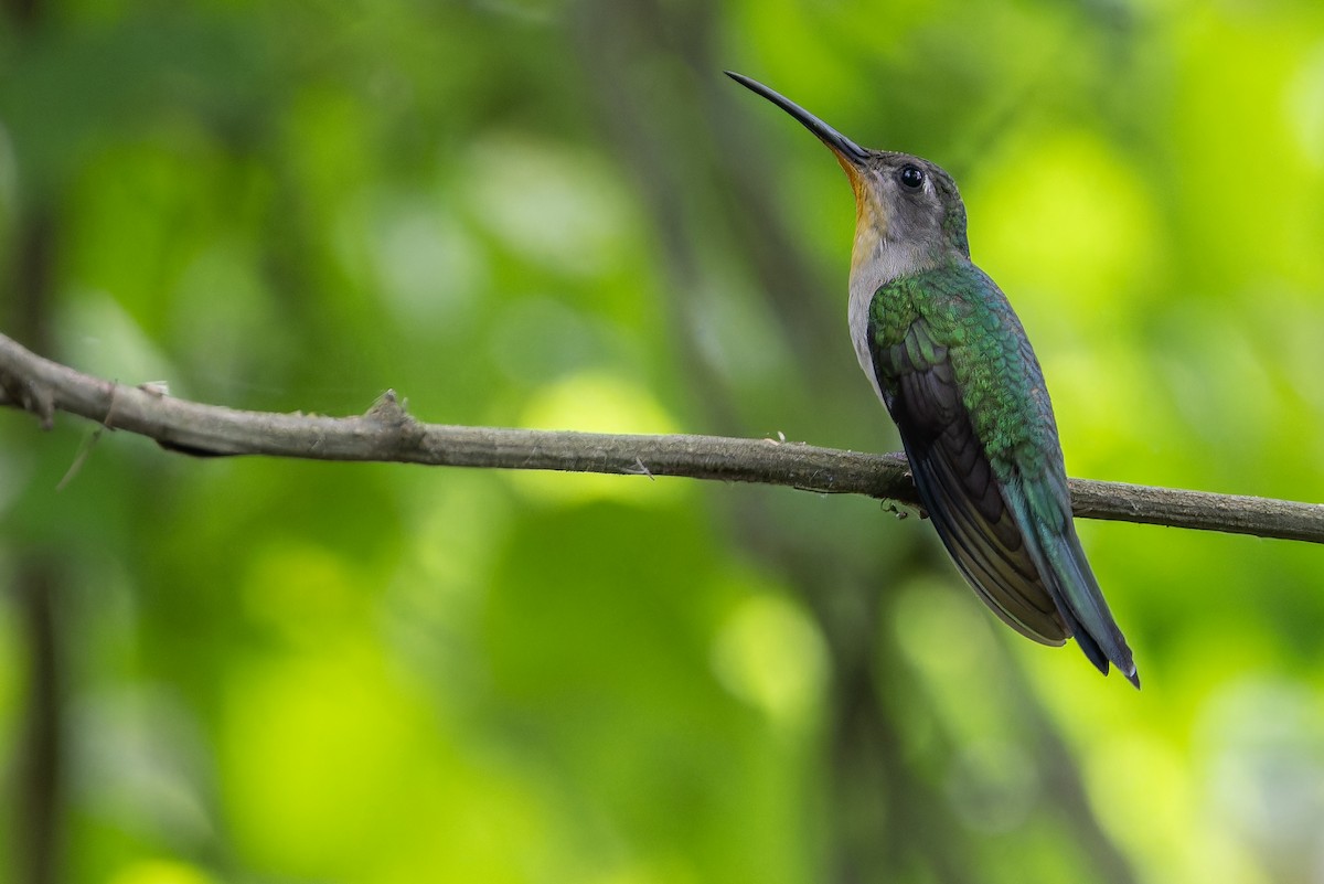 Wedge-tailed Sabrewing (Curve-winged) - ML637166179