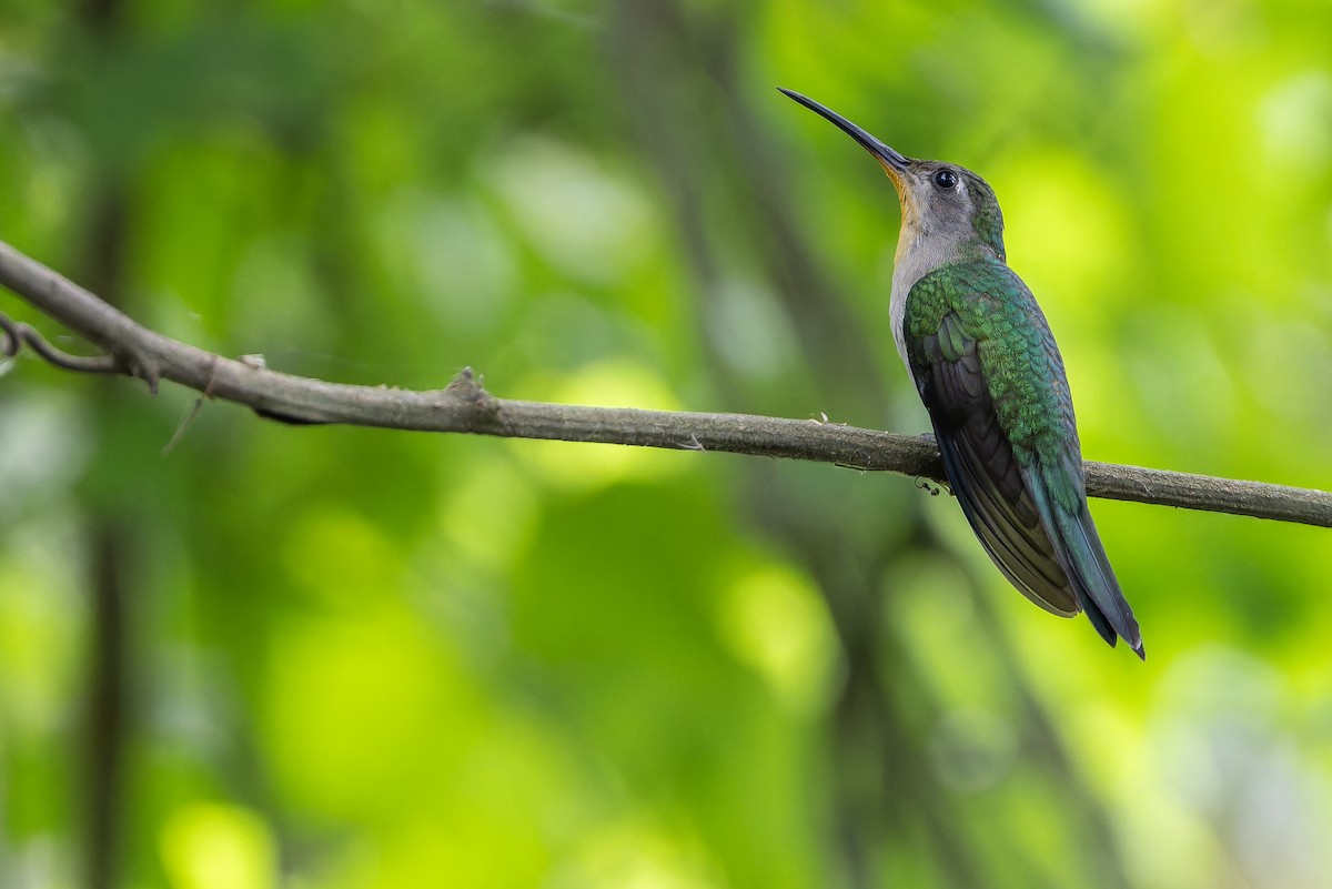Wedge-tailed Sabrewing (Curve-winged) - ML637166181