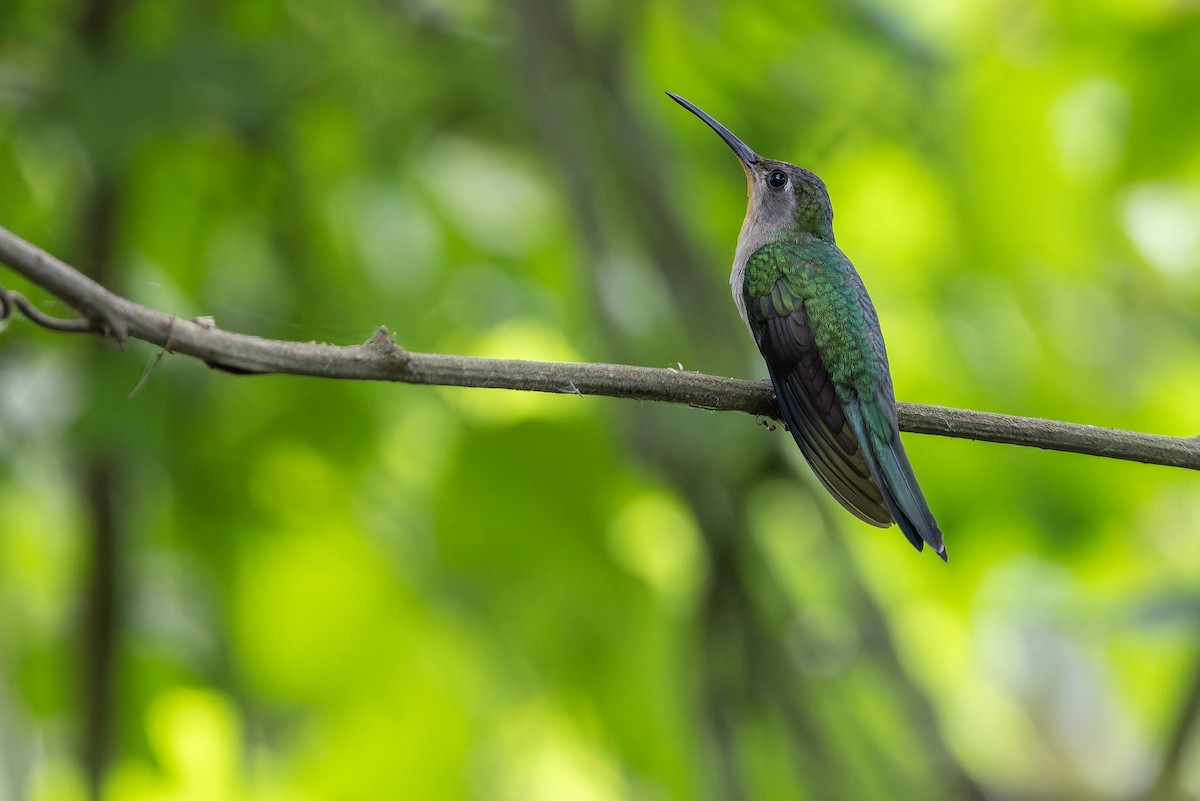Wedge-tailed Sabrewing (Curve-winged) - ML637166182
