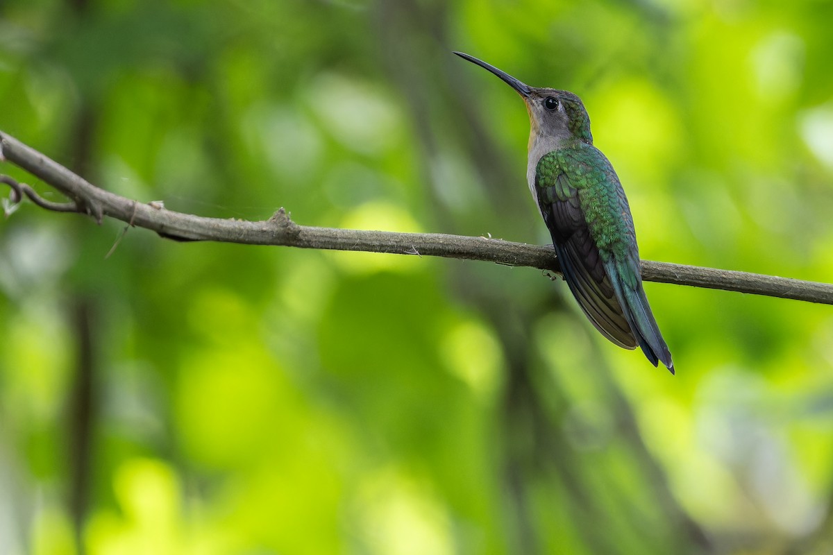 Wedge-tailed Sabrewing (Curve-winged) - ML637166183