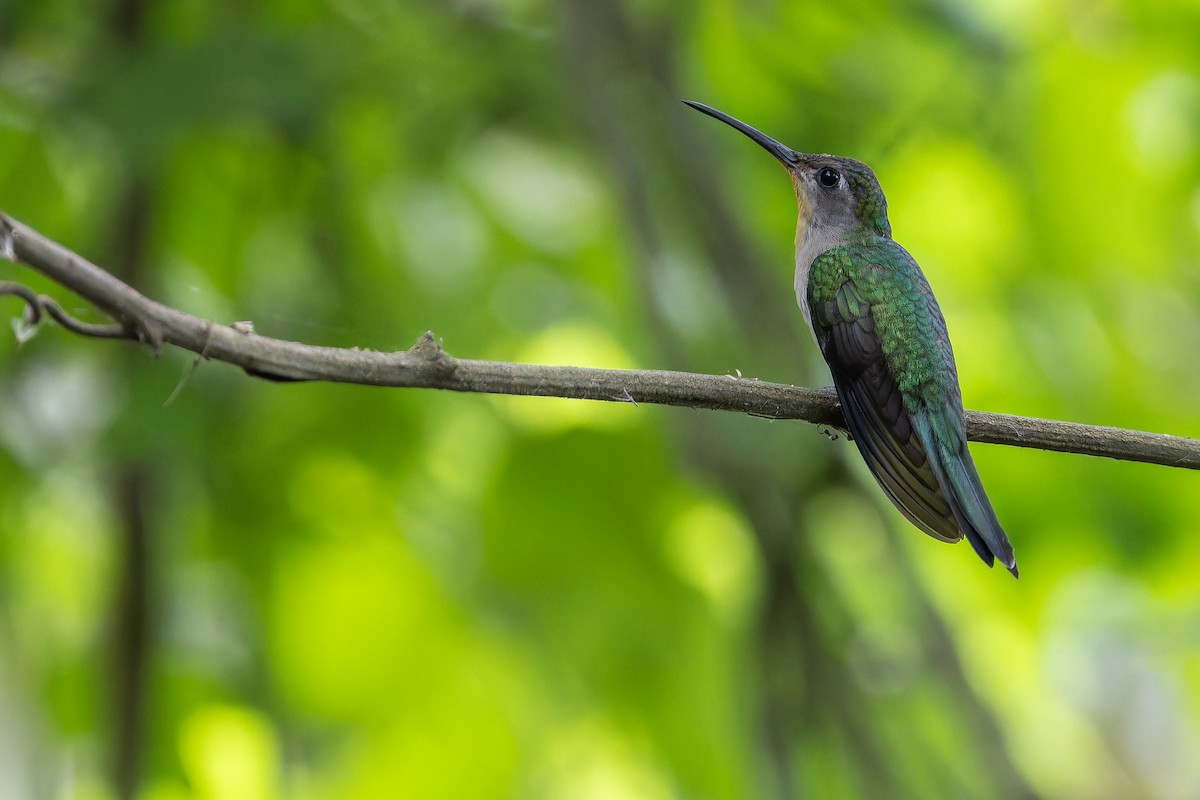 Wedge-tailed Sabrewing (Curve-winged) - ML637166184