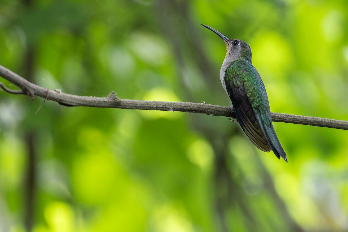 Wedge-tailed Sabrewing (Curve-winged) - ML637166185