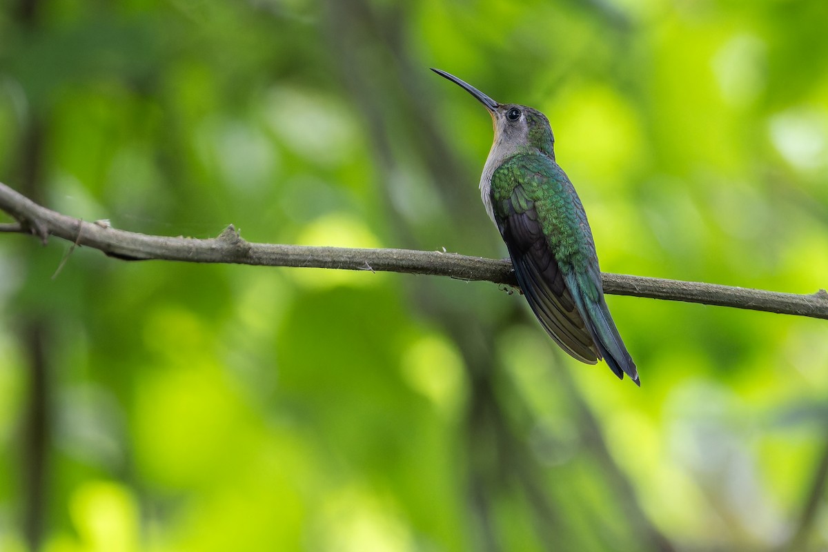 Wedge-tailed Sabrewing (Curve-winged) - ML637166186