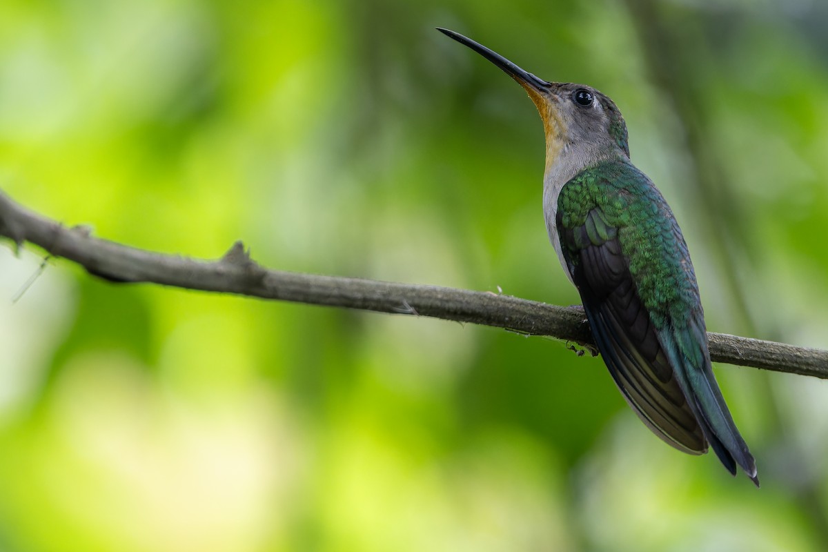 Wedge-tailed Sabrewing (Curve-winged) - ML637166189