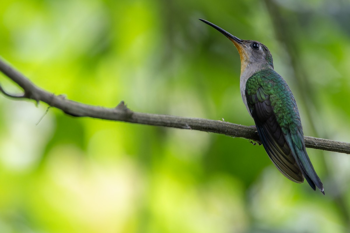 Wedge-tailed Sabrewing (Curve-winged) - ML637166190