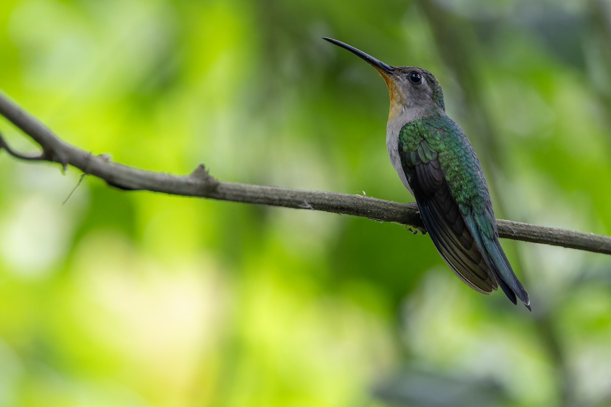 Wedge-tailed Sabrewing (Curve-winged) - ML637166191