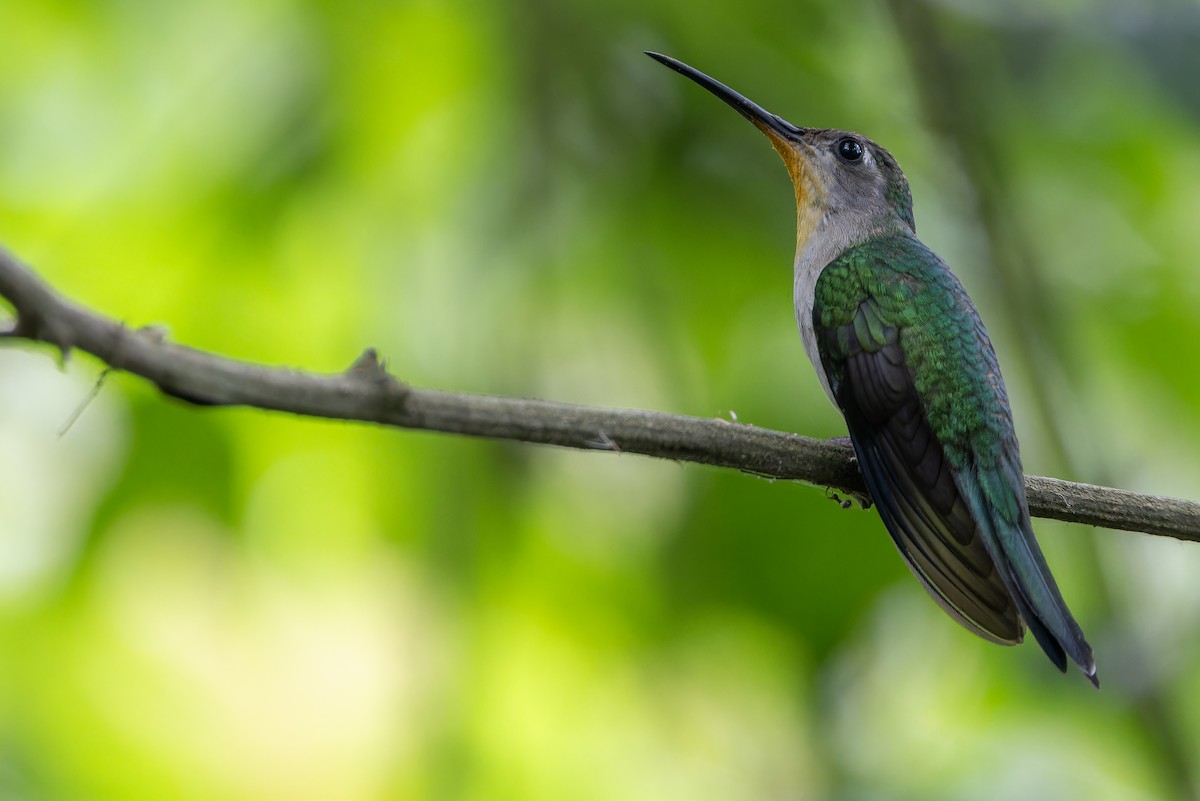 Wedge-tailed Sabrewing (Curve-winged) - ML637166192