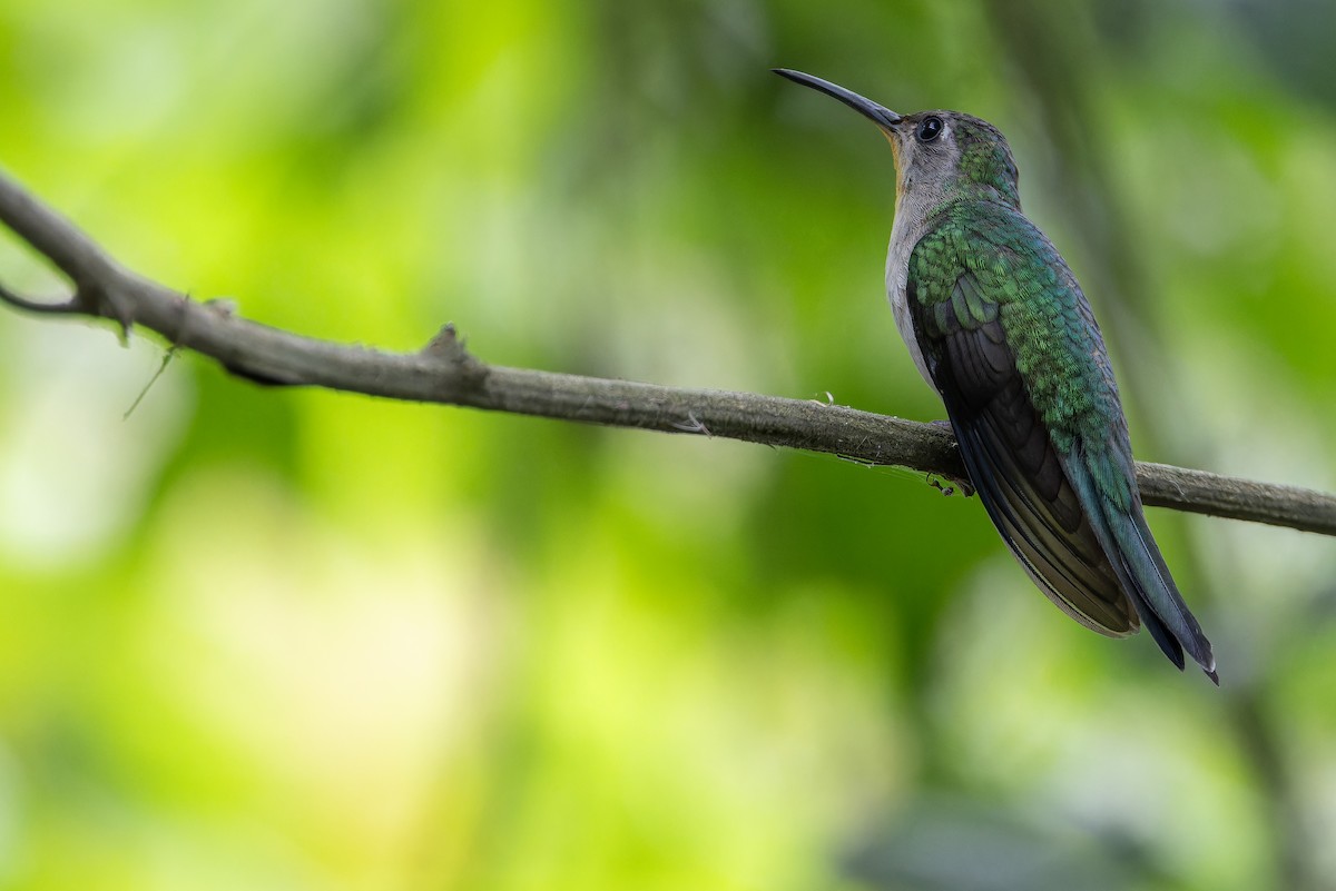 Wedge-tailed Sabrewing (Curve-winged) - ML637166193