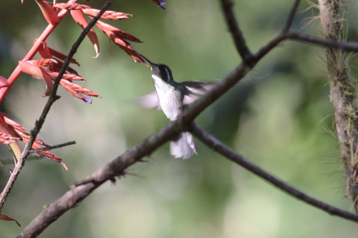 kolibřík salvadorský - ML63716621