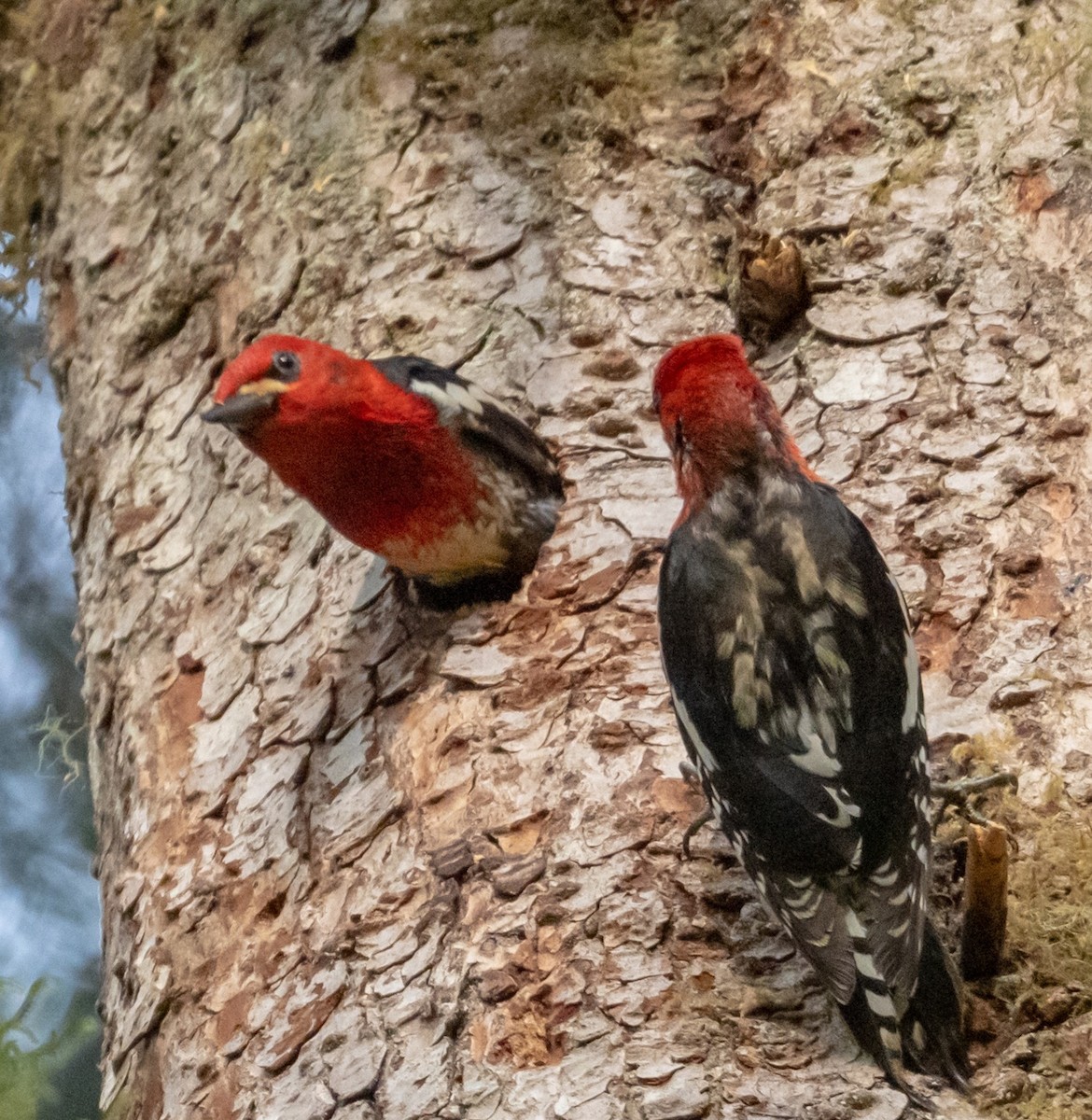 datel červenoprsý - ML637166224