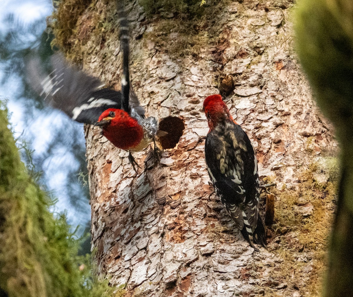 datel červenoprsý - ML637166225