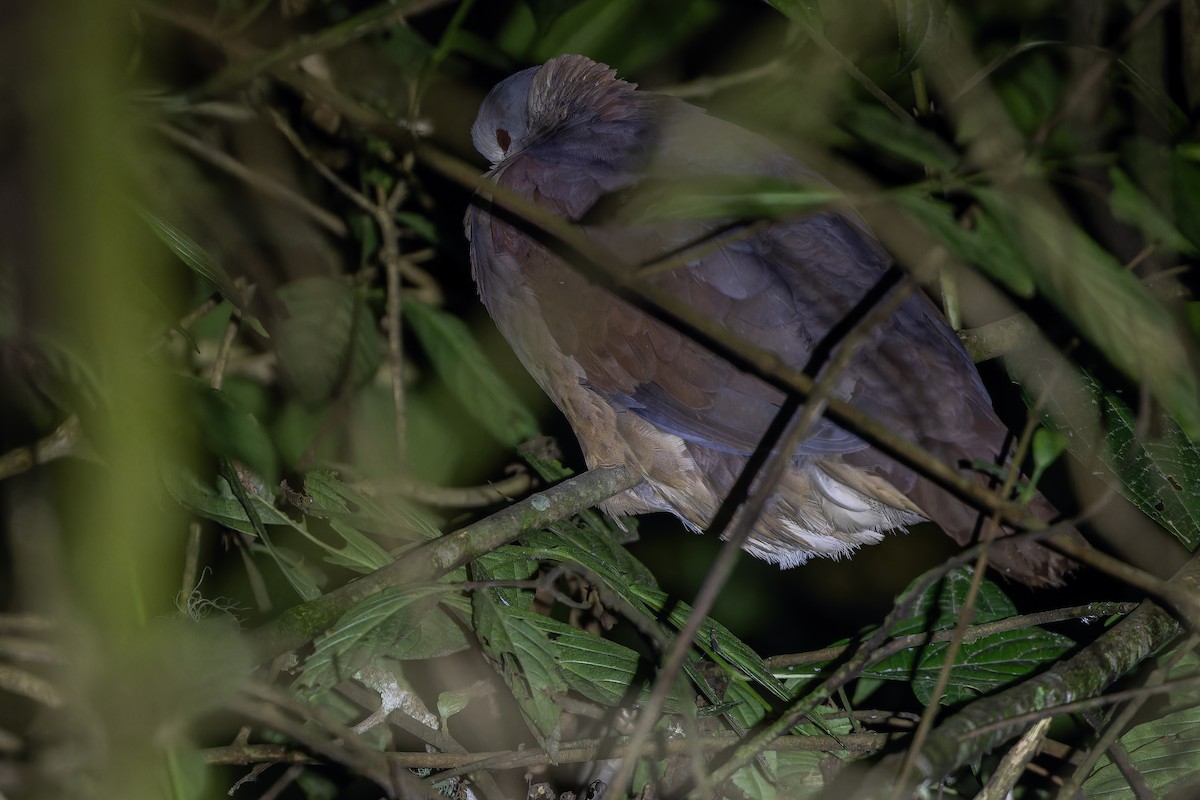 White-faced Quail-Dove - ML637166232