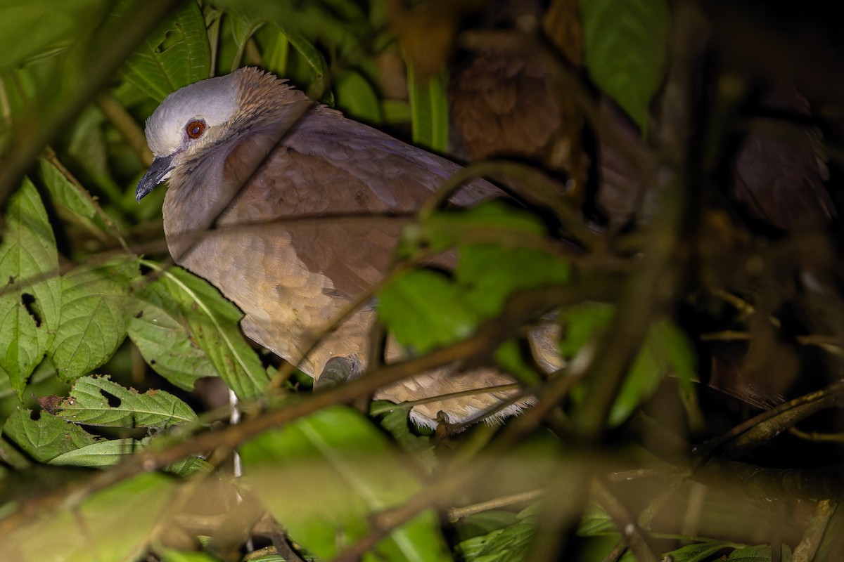 White-faced Quail-Dove - ML637166233
