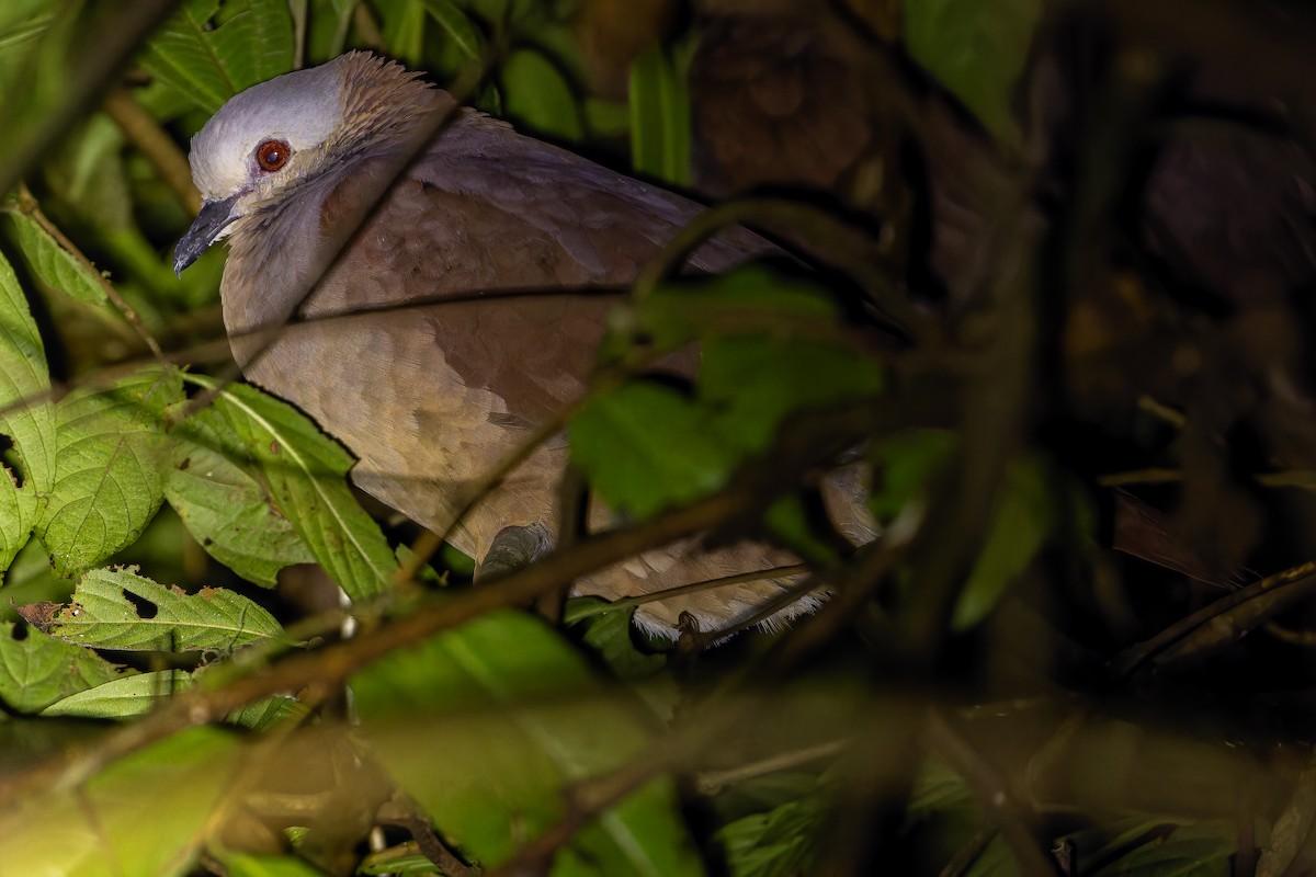 White-faced Quail-Dove - ML637166236