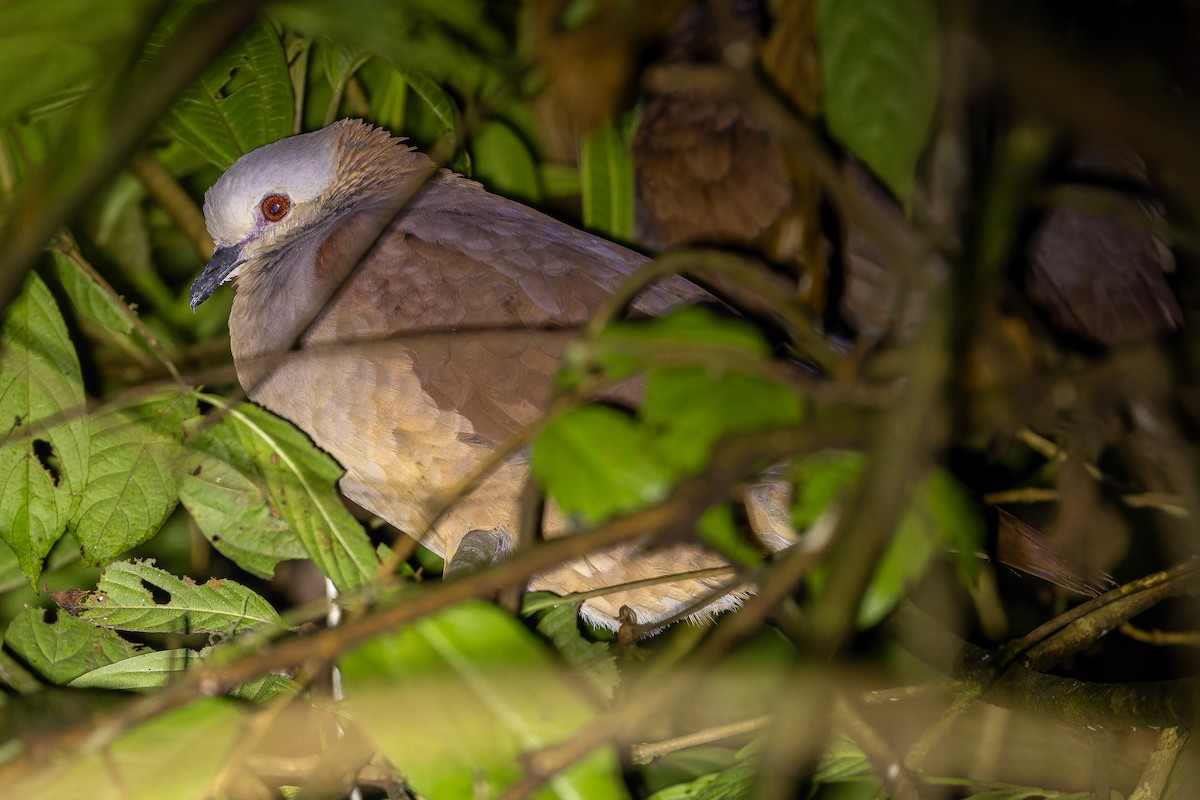 White-faced Quail-Dove - ML637166239