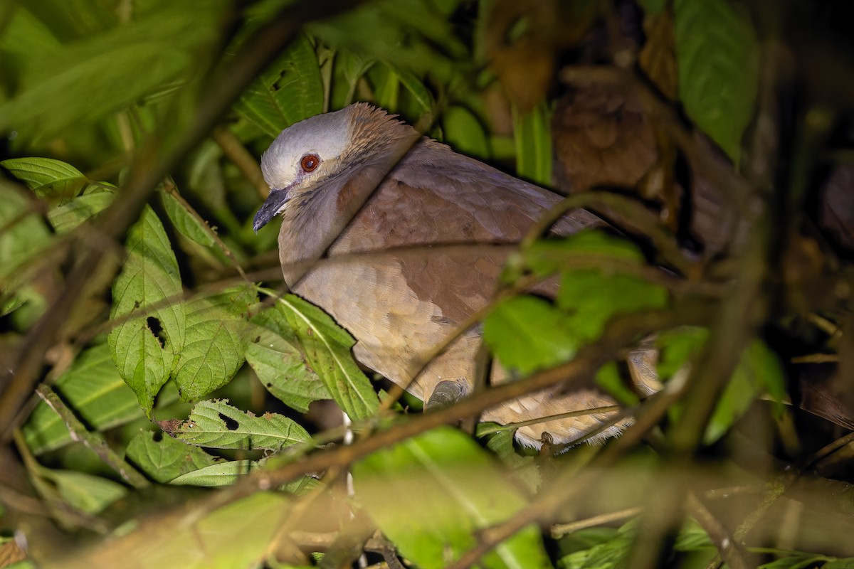 White-faced Quail-Dove - ML637166241