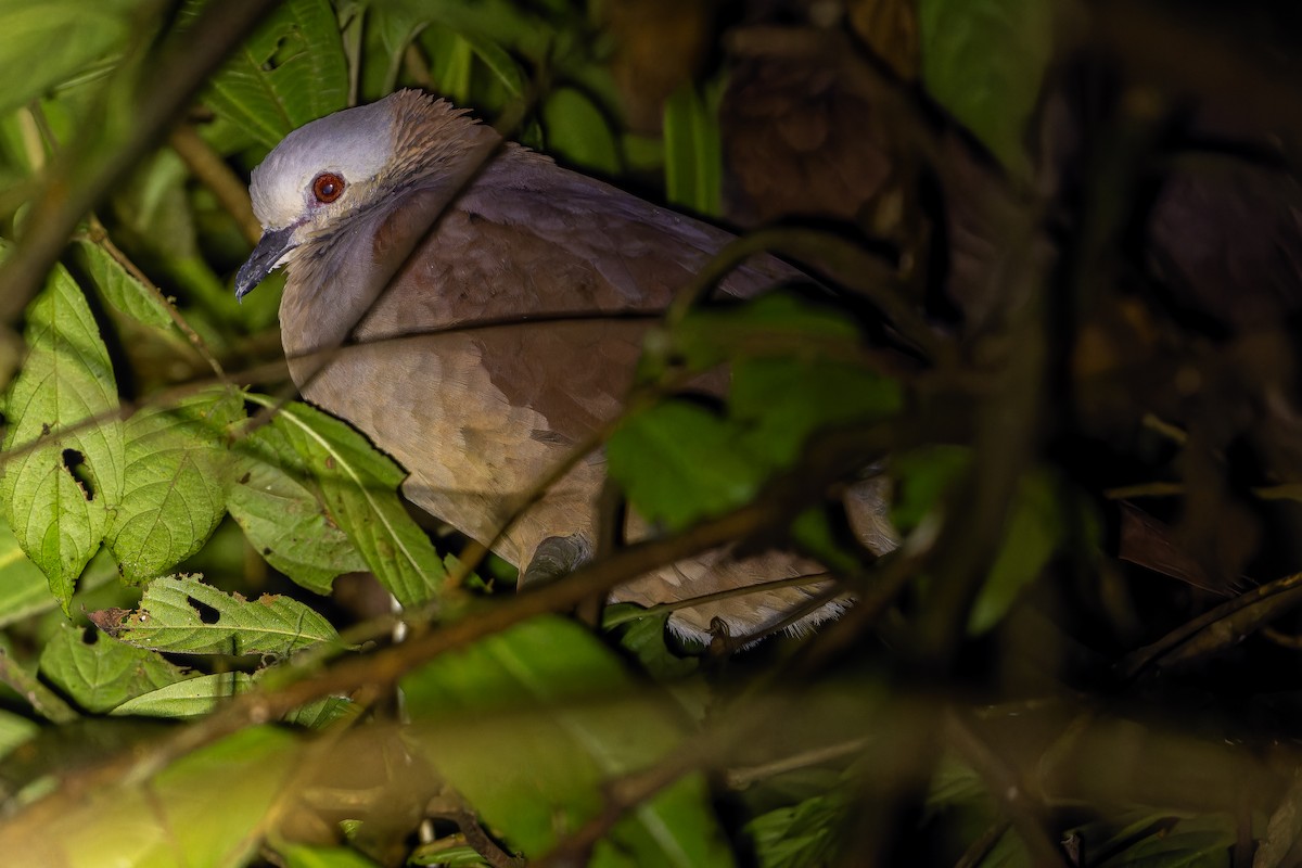 White-faced Quail-Dove - ML637166242