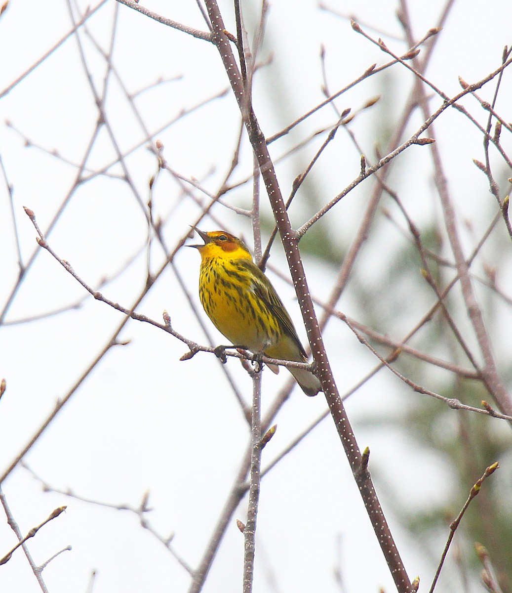 Cape May Warbler - ML637166269