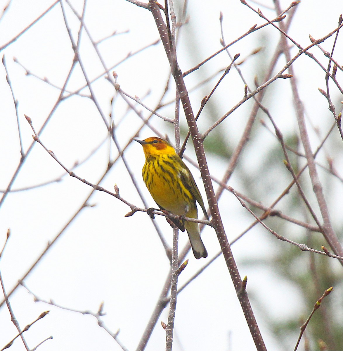 Cape May Warbler - ML637166270