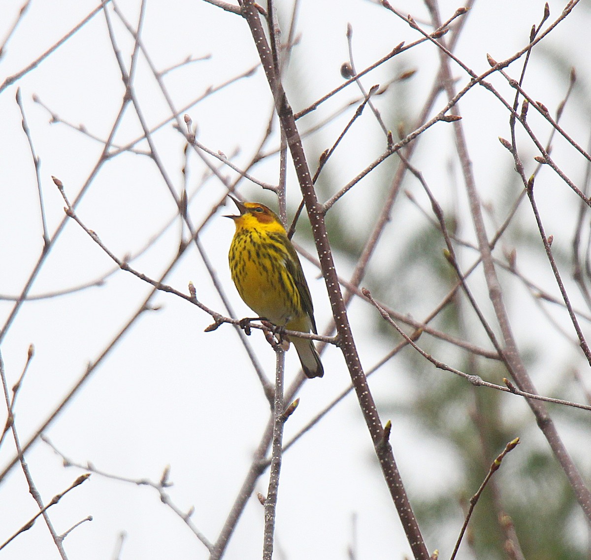 Cape May Warbler - ML637166271