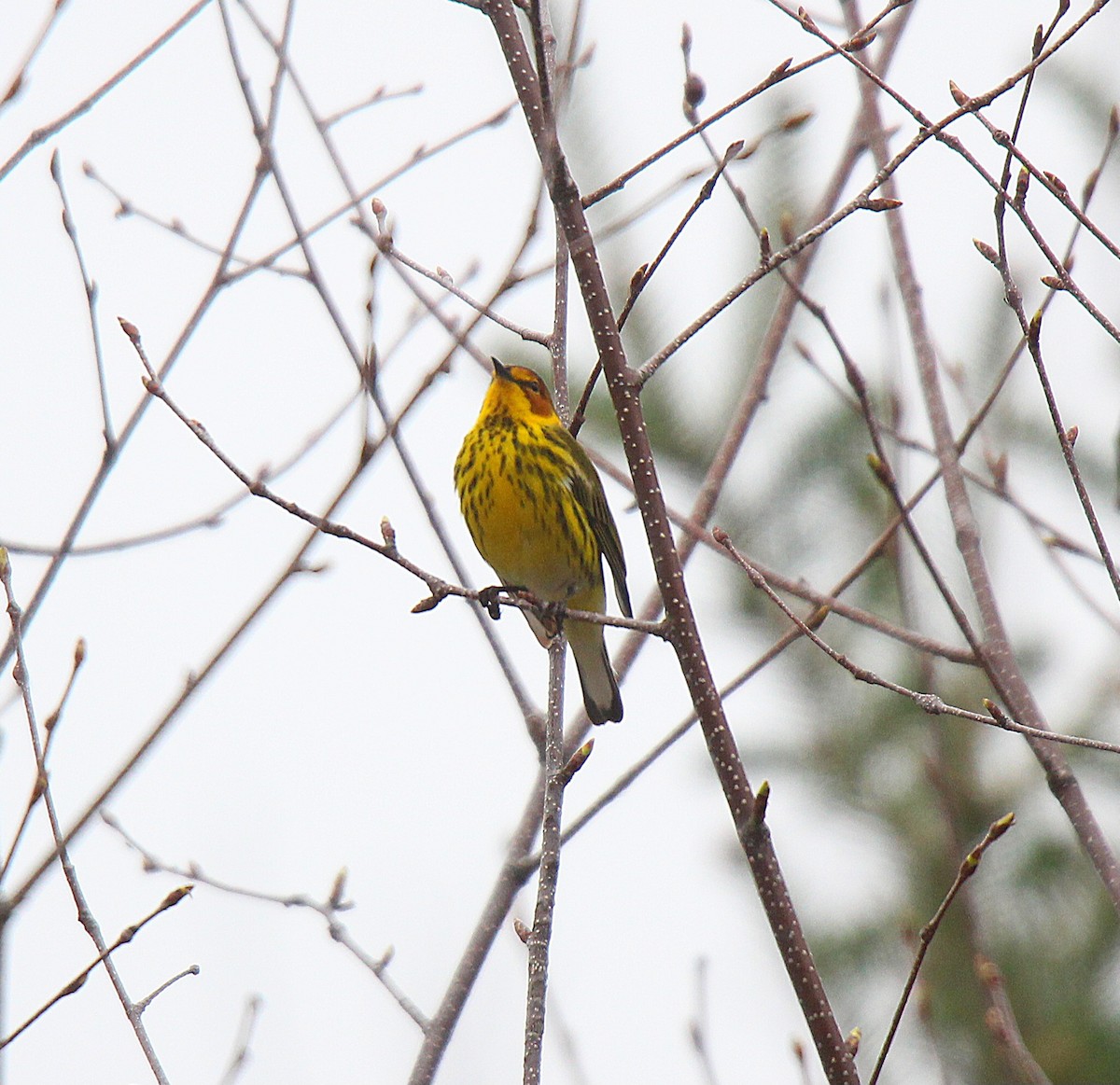 Cape May Warbler - ML637166272