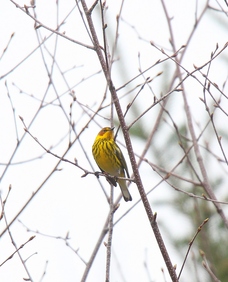 Cape May Warbler - ML637166273