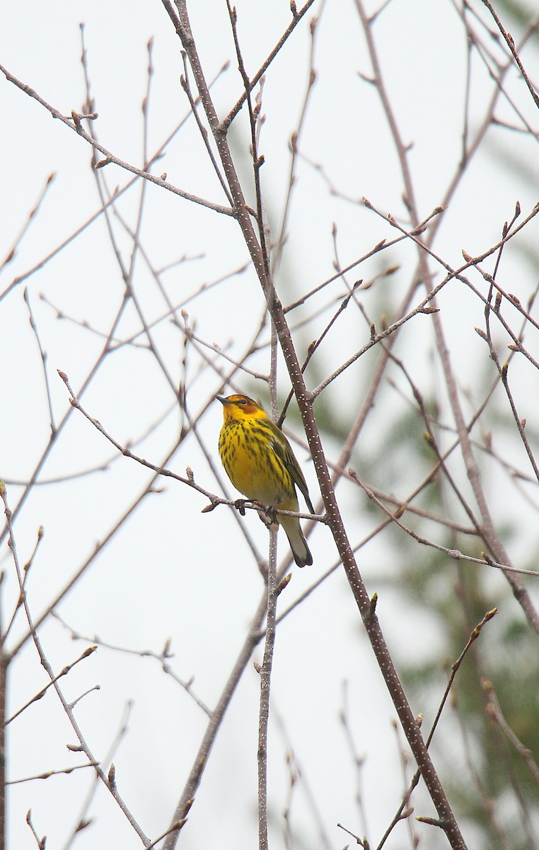 Cape May Warbler - ML637166275