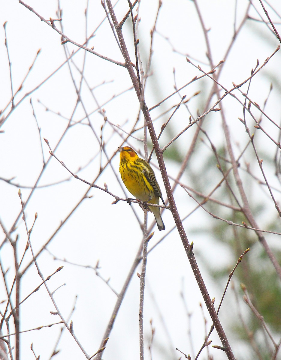 Cape May Warbler - ML637166276