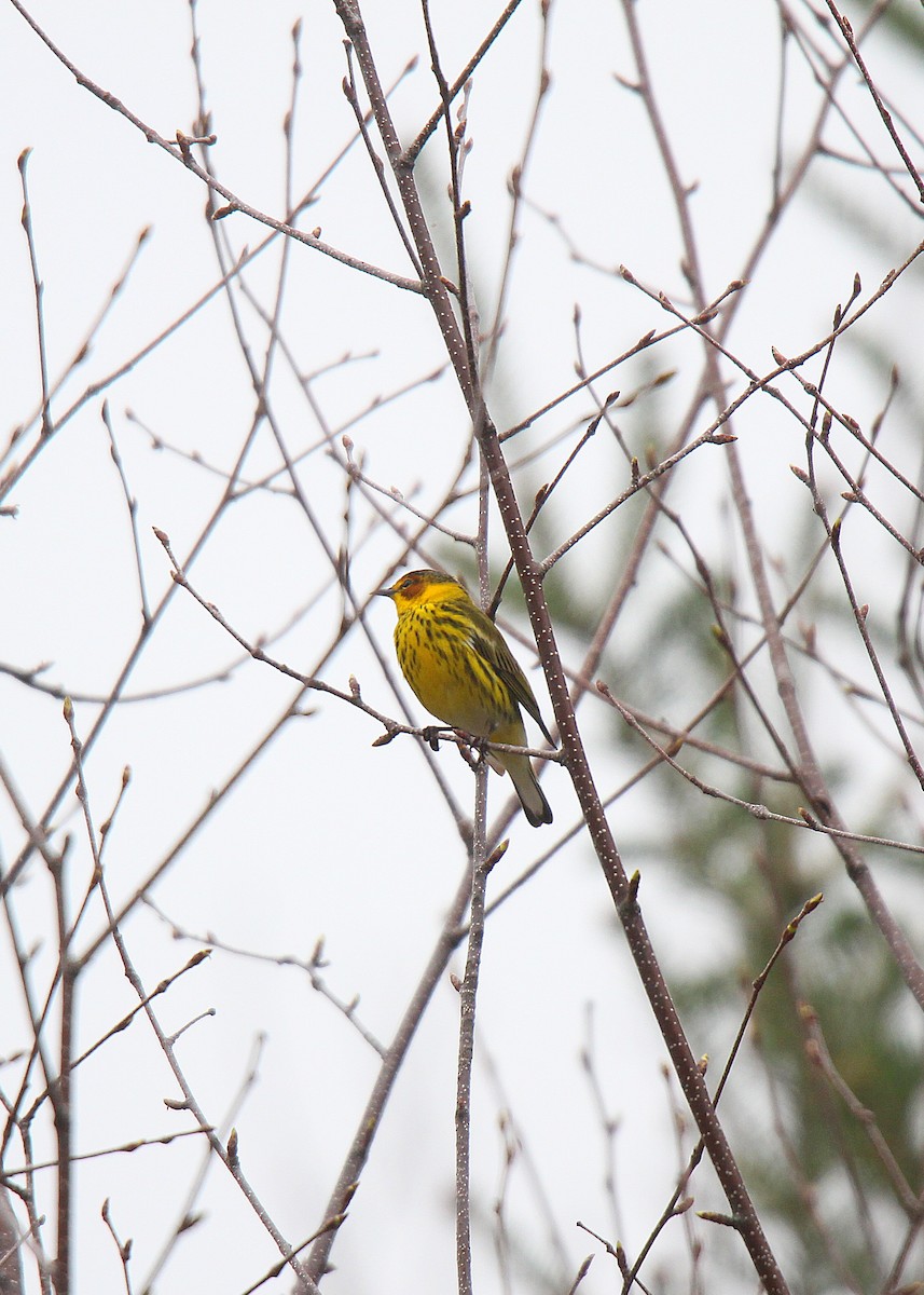 Cape May Warbler - ML637166277